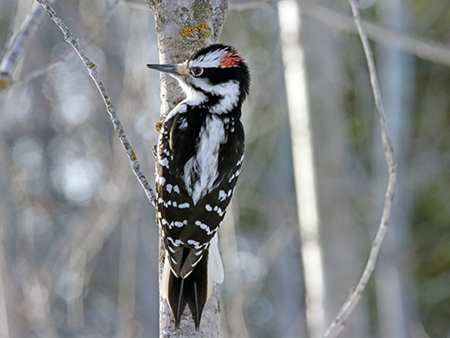 Hairy Woodpecker by Kevin Burke